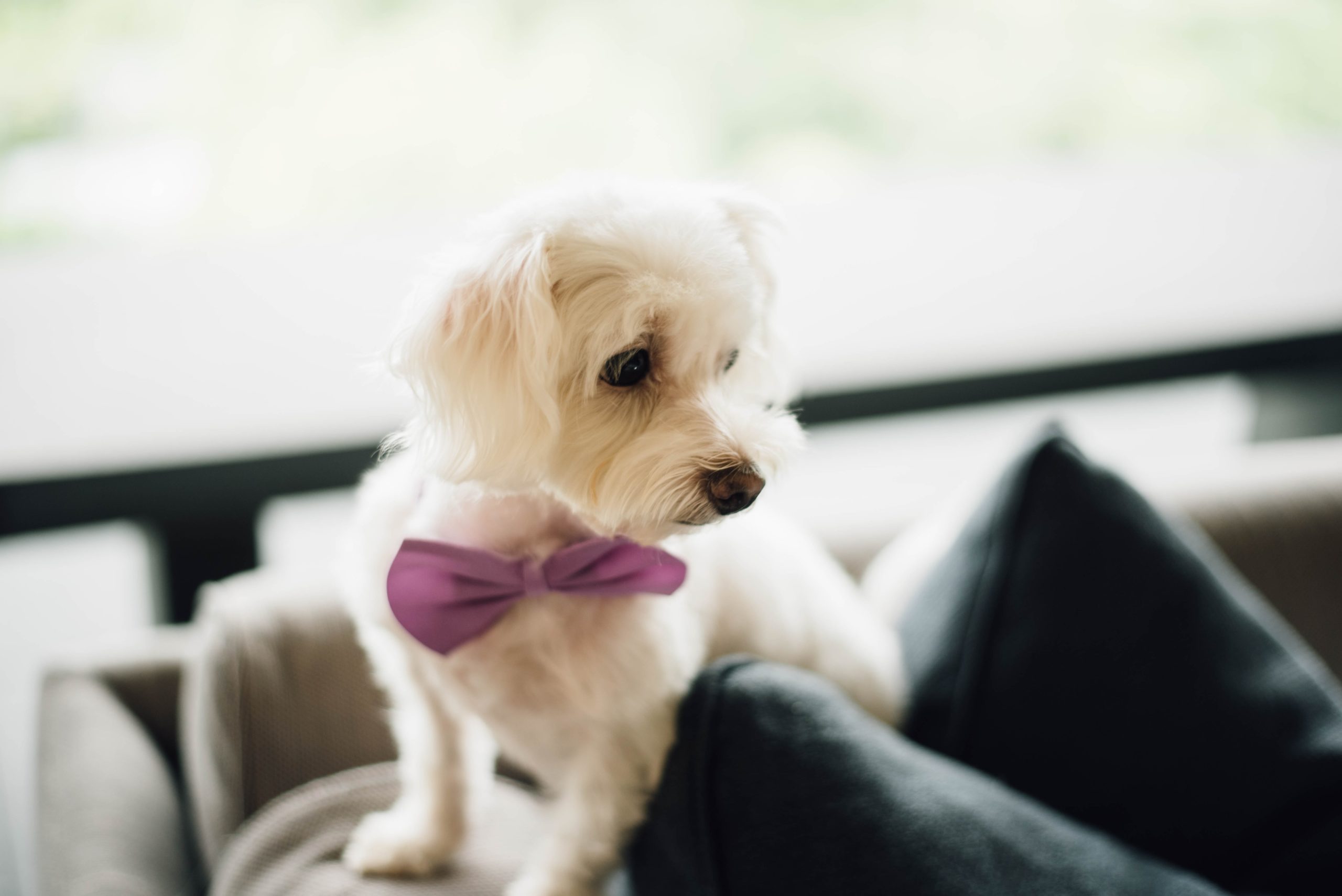 Involving your dog on your wedding day